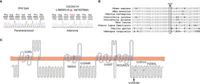 A Novel Somatic Mutation of CACNA1H p.V1937M in Unilateral Primary <mark class="highlighted">Hyperaldosteronism</mark>